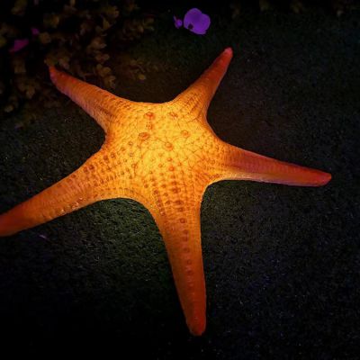 戶(hù)外仿真海洋生物玻璃鋼彩繪海星夜晚照明擺件